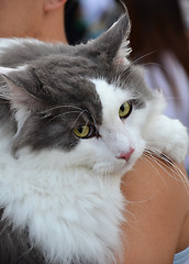 Image showing Adorable black and white color cat 