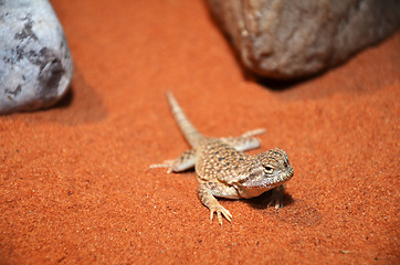 Image showing wild lizard in the desert