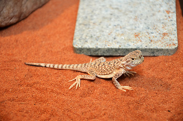 Image showing Wild lizard in the desert sand