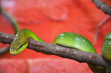 Image showing Green snake