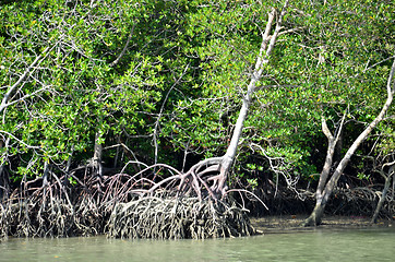 Image showing Photography of mangrove forest with dense tangle of prop roots