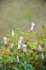 Image showing Flower of morning glory