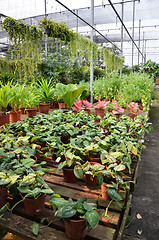 Image showing Plants in pots on sale
