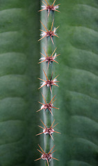 Image showing Close up of cactus