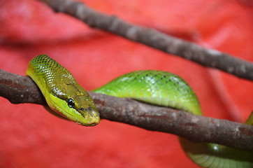 Image showing Green snake
