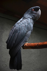 Image showing Black macaw 