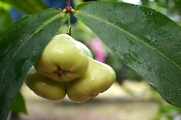 Image showing Photographyy of green wax apple on the tree