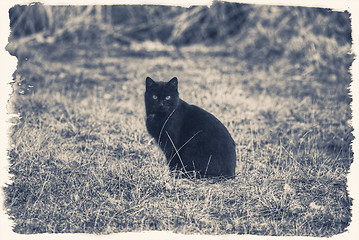 Image showing Black vintage  cat 
