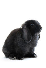 Image showing Bunny rabbit