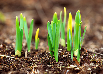 Image showing Spring shoots