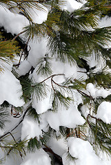 Image showing Snowy pine