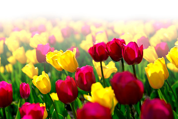 Image showing Tulip field