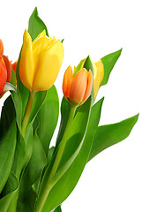 Image showing Tulips