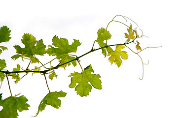 Image showing Grape vine