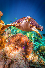 Image showing Hawksbill Turtle - Eretmochelys imbricata