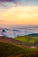 Image showing Tea plantations in India