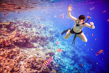 Image showing Snorkeler Maldives Indian Ocean coral reef.