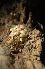 Image showing fungi on a log