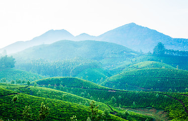 Image showing Tea plantations in India