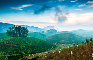 Image showing Tea plantations in India