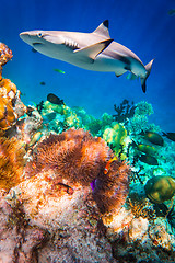 Image showing Tropical Coral Reef.