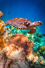 Image showing Hawksbill Turtle - Eretmochelys imbricata