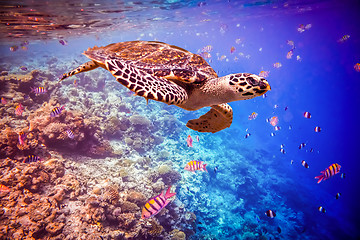 Image showing Hawksbill Turtle - Eretmochelys imbricata
