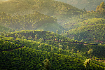 Image showing Tea plantations in India