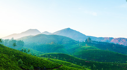 Image showing Tea plantations in India