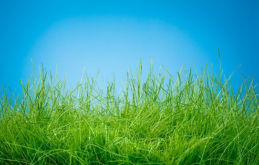 Image showing Spring green grass