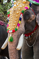 Image showing India elephant festival