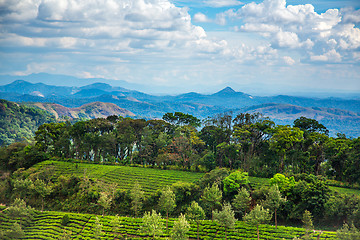 Image showing Tea plantations in India