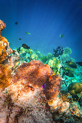 Image showing Anemonefish