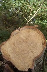 Image showing freshly cut stump