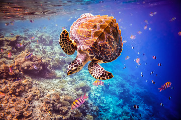 Image showing Hawksbill Turtle - Eretmochelys imbricata