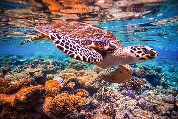 Image showing Hawksbill Turtle - Eretmochelys imbricata