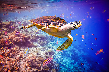 Image showing Hawksbill Turtle - Eretmochelys imbricata