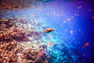 Image showing Tropical Coral Reef.