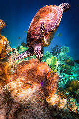 Image showing Hawksbill Turtle - Eretmochelys imbricata