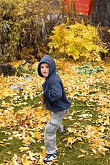 Image showing Raking Leaves