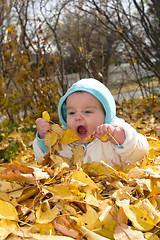 Image showing Baby in leaves