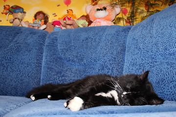 Image showing black cat sleeping on the blue sofa