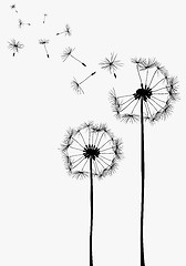 Image showing dandelions