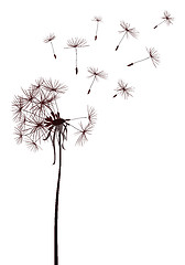 Image showing dandelions