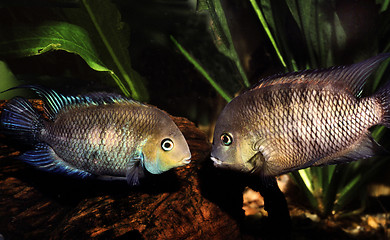 Image showing Pair of Blue Eyed  Cichlid. Archocentrus spilurum.