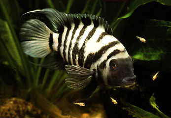 Image showing Convict Cichlid. Amatitlania Nigrofasciata. Female protecting free swimming fry.