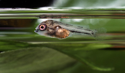 Image showing Convict Cichlid free swimming fry. Amatitlania Nigrofasciata. 