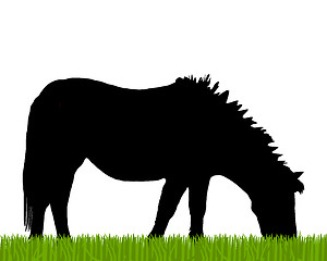 Image showing Pony grazing