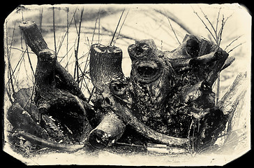Image showing Dead, burnt trunk of a tree