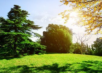Image showing Trees in park
